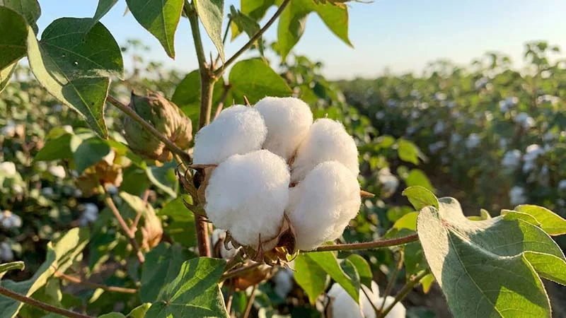 Is Cotton Really the Most Toxic and Least Sustainable Fabric?